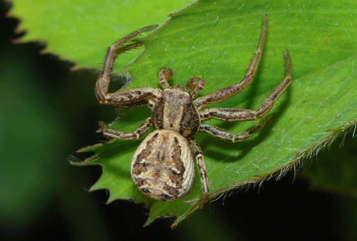 Xysticus sp.; Philodromus sp.